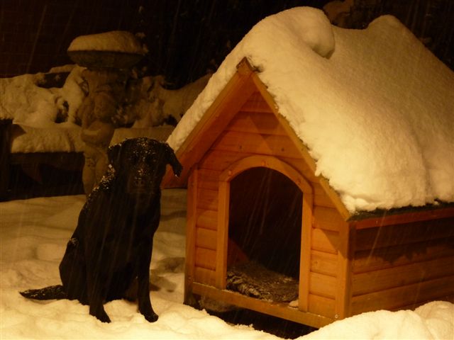 small Ella and kennel snow Nov 2010.JPG