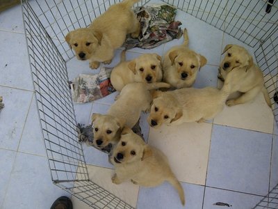 image.jpg (257.84 KiB) Viewed 110375 times image.jpg