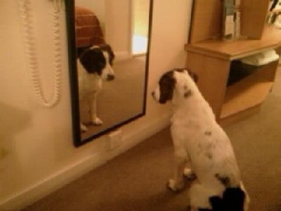 Mr Tibbs looking at Mr Tibbs.jpg (23.39 KiB) Viewed 12050 times Mr Tibbs looking at Mr Tibbs.jpg